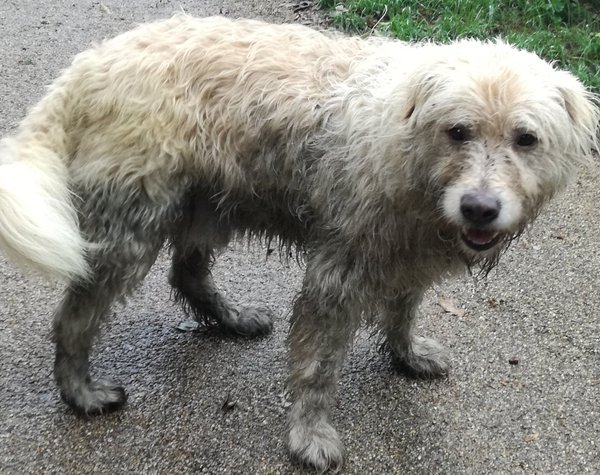 AIBU,To ask you to help us identify this breed?