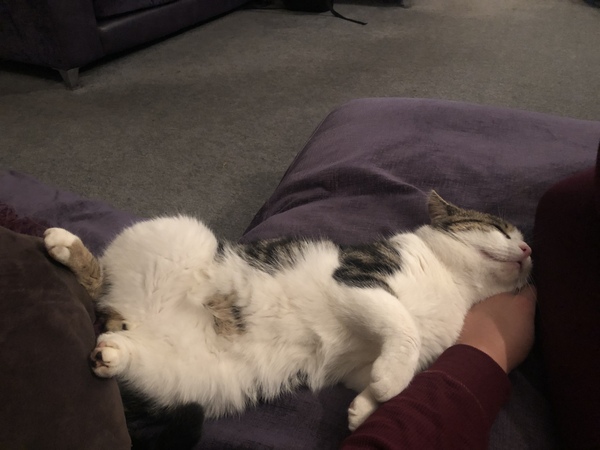 Anybody tamed a feral kitten?