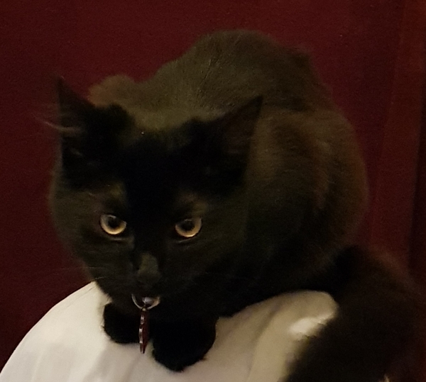 My kitten gives out blessings.