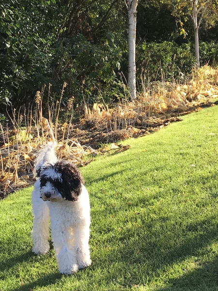 What dog breed would be right for us?