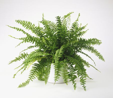 Who do my fern leaves keep going crispy?!