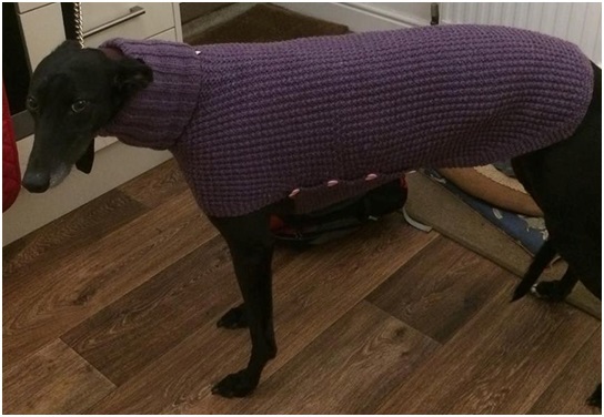 Rescue greyhound questions!