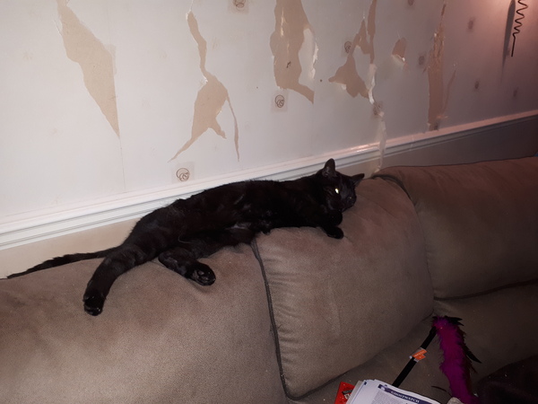 PB on the bed, dreamies and chat