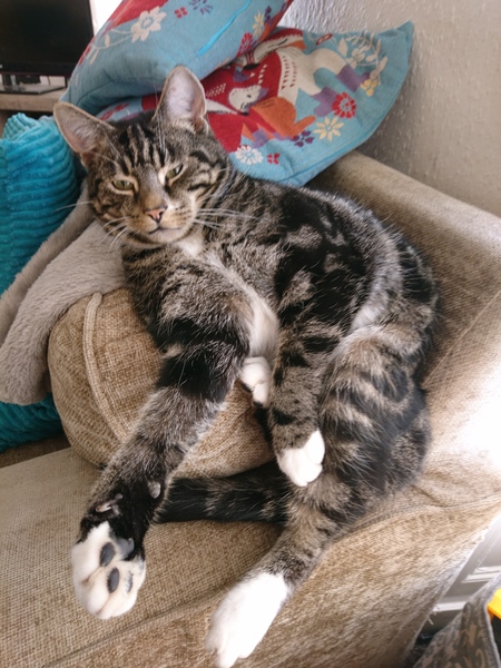 What age do kittens calm down?