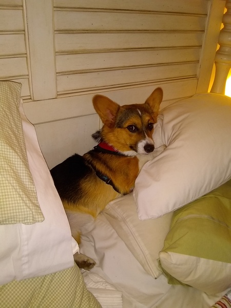Does your dog sleep upstairs with you?