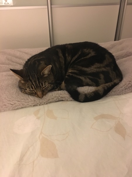 I’ve just got back from the emergency vet - my beautiful cat had to be put to sleep.