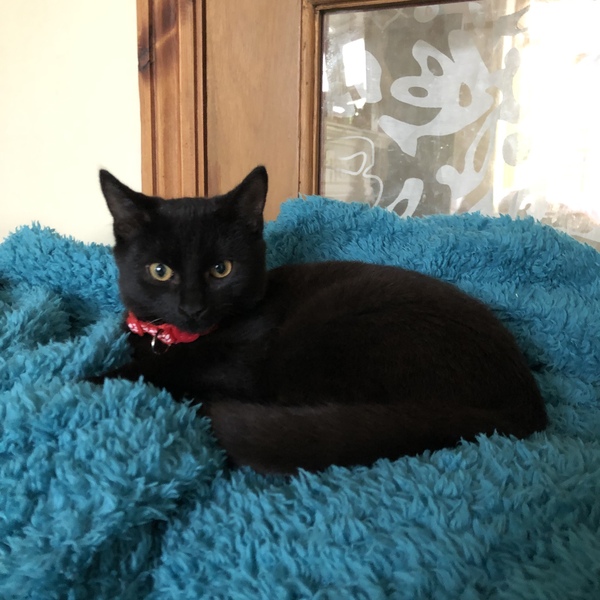 I may have accidentally adopted a pair of kittens...