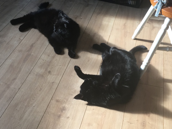 Norwegian forest?