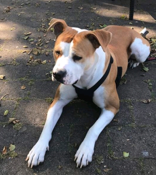 Need advice! -A dog bit another dog.