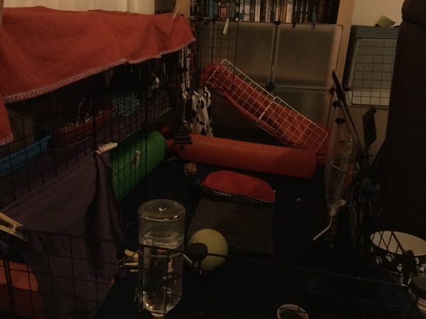 Two storey guinea pig accommodations...