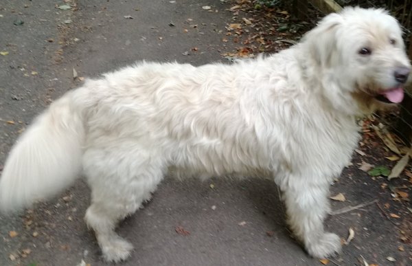 AIBU,To ask you to help us identify this breed?