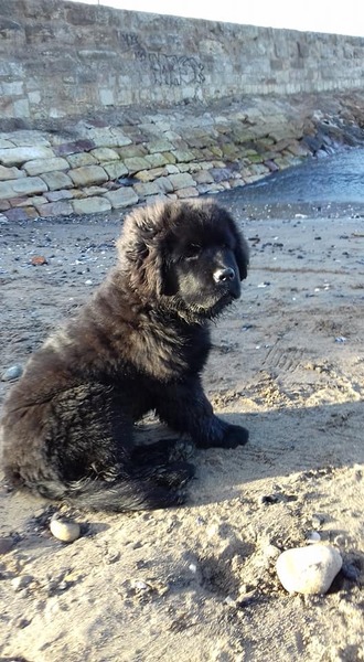 Do you let your dog on the sofa?