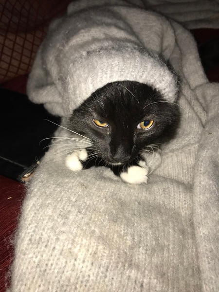 My name is Crackers and I am addicted to Dreamies