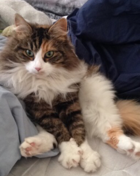 Posh or moggy?