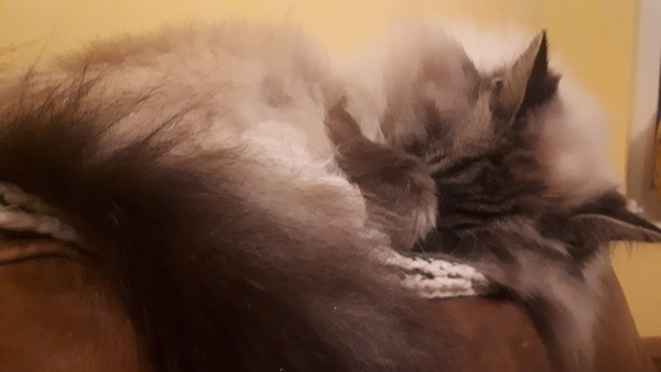 Ragdoll cats/kittens