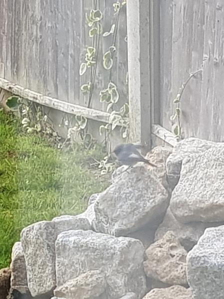 Twitchers of Mumsnet