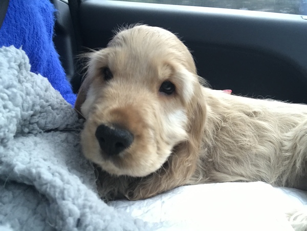 Puppy Survival Thread Part 6