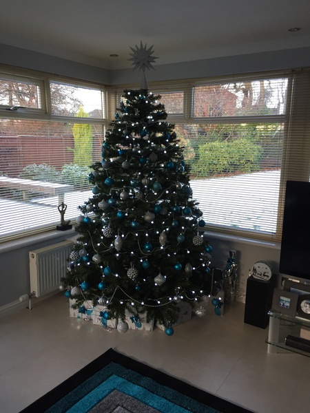 Christmas Trees in November