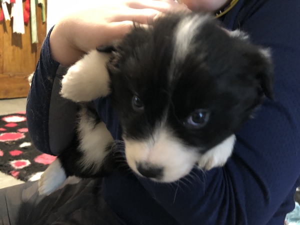 New Border Collie Puppy - Much excitement and need name!