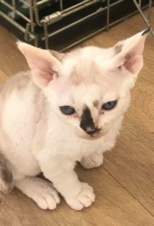 New kitten-all tips please