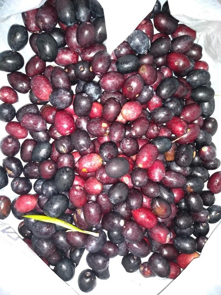 Does anyone know what these berries are? Also need a butter alternative for pastry.