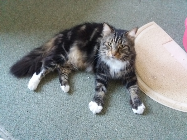 New scrumptious rescue cat