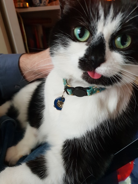 Show me your favourite pictures of your cats
