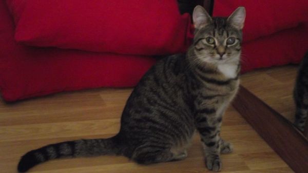 Anybody tamed a feral kitten?