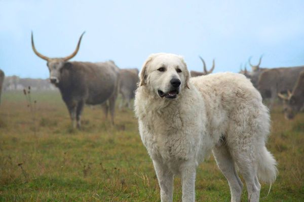 AIBU,To ask you to help us identify this breed?