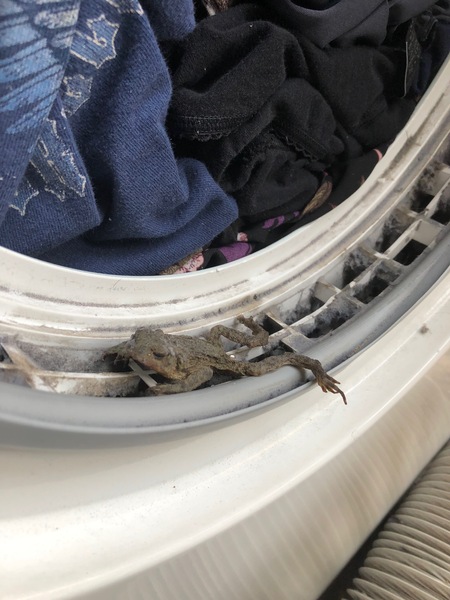 What unusual items have you washed?