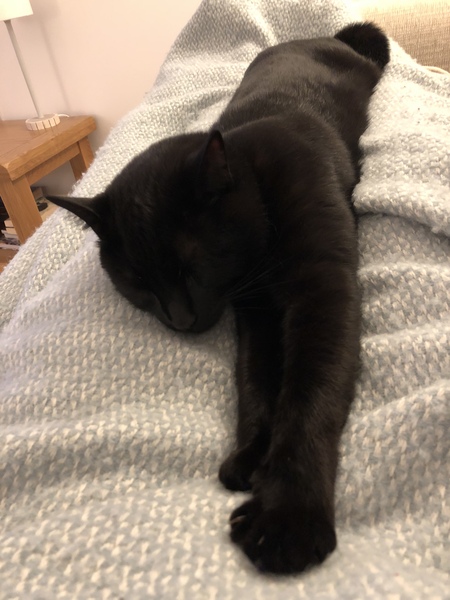 I may have accidentally adopted a pair of kittens...