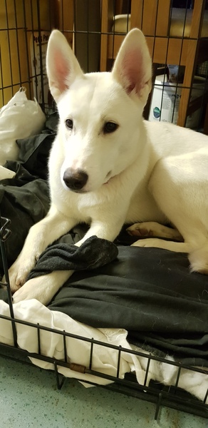 My pup is so funny! And a little odd.