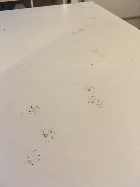 Naughty things your cat has done ?