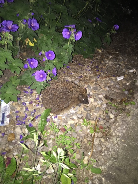 My first hedgehog.
