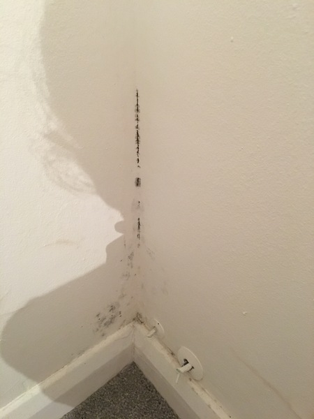 Bloody bastard black mold keeps coming back