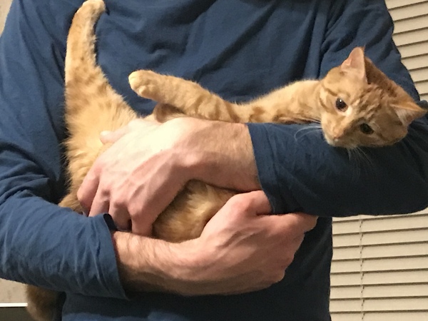 When to let cats out