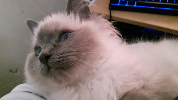 Mental Ragdoll Kitten