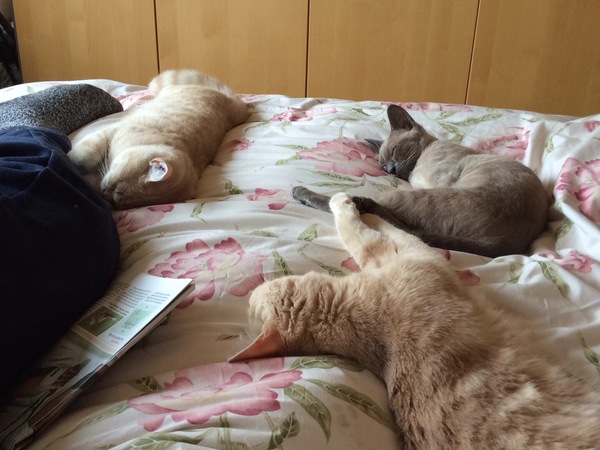 Things your cat hates about you