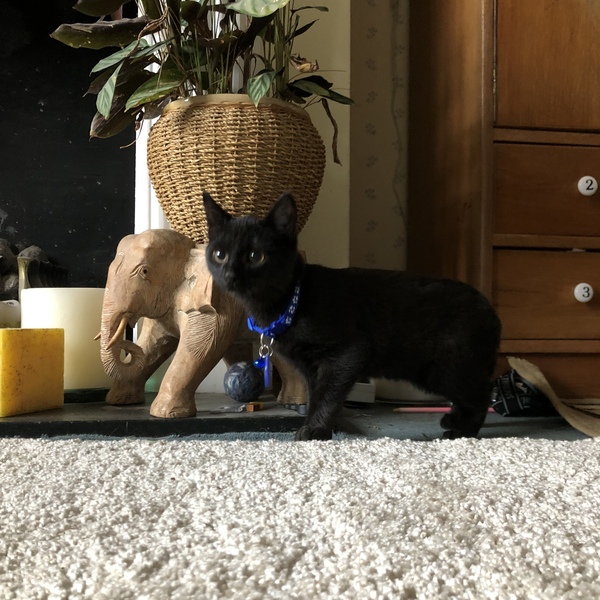 I may have accidentally adopted a pair of kittens...