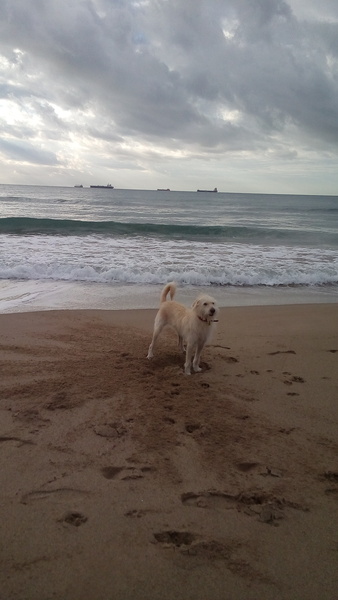 I bloody love my dog