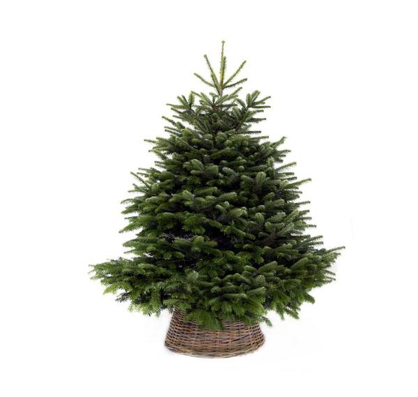 MN exclusive: 10% off your Christmas tree, plus free delivery
