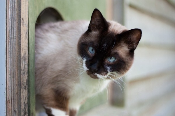 Did you vote for Celia Hammonds in the Mumsnet animal charity vote? They are in the final and need your vote again