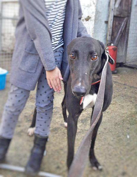 Rescue greyhound questions!
