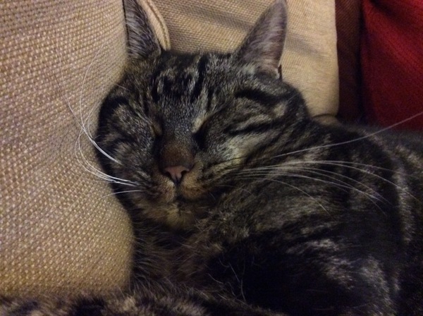 Anybody tamed a feral kitten?