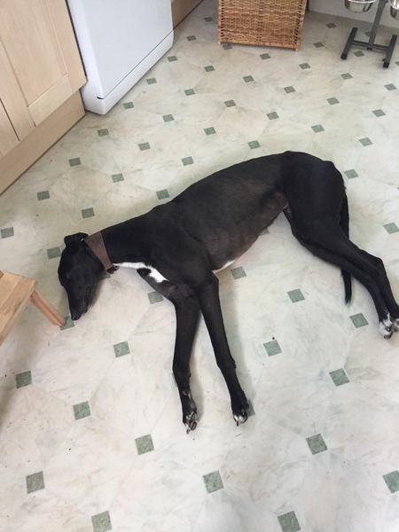 Rescue greyhound questions!