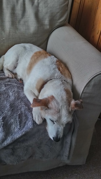 Do you let your dog on the sofa?