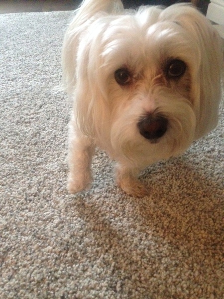 dog holding paw up , advice ?