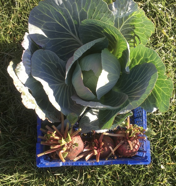 Allotment?Veg Patch Thread 13! Are we weathering the weather?