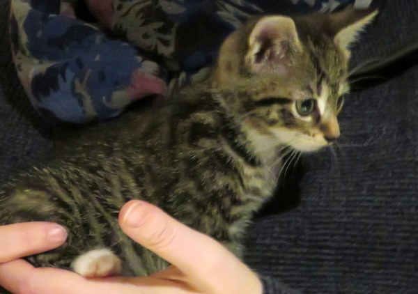 New kitten alert - all your top tips please!