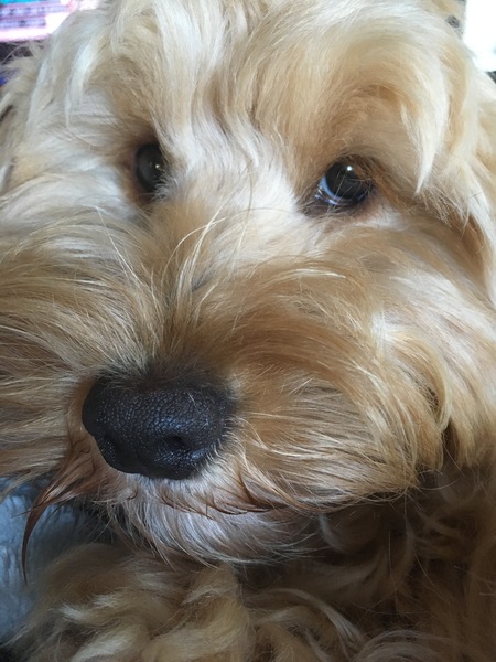 I bloody love my dog